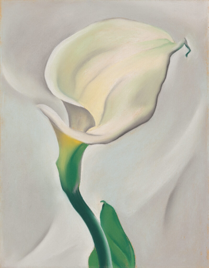 Small vertical pastel of white oval shaped calla lily flower with a green stem and single leaf featured in the center over a greyish-white background. The direction of the flower spirals away from the picture plain, hence suggesting a turning away from the viewer.