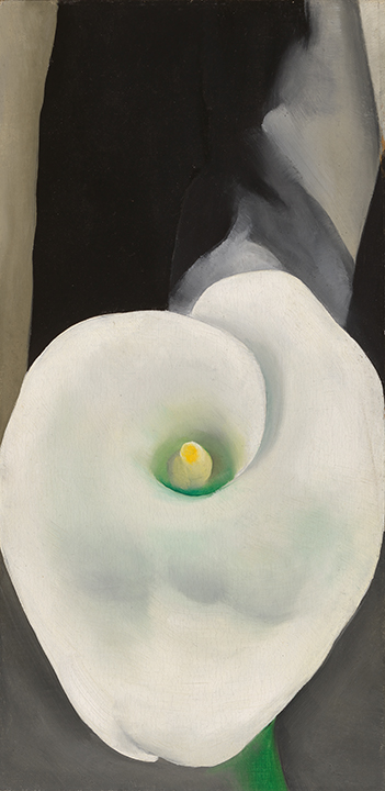 Small vertical painting with lower 2/3 dominated by aerial view of a white calla lily flower, upper portion black and variations of grey.