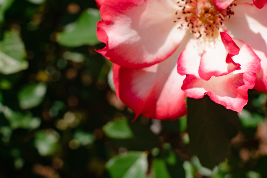 Close-up of a red and white flower with yellow center with green leaves behind it