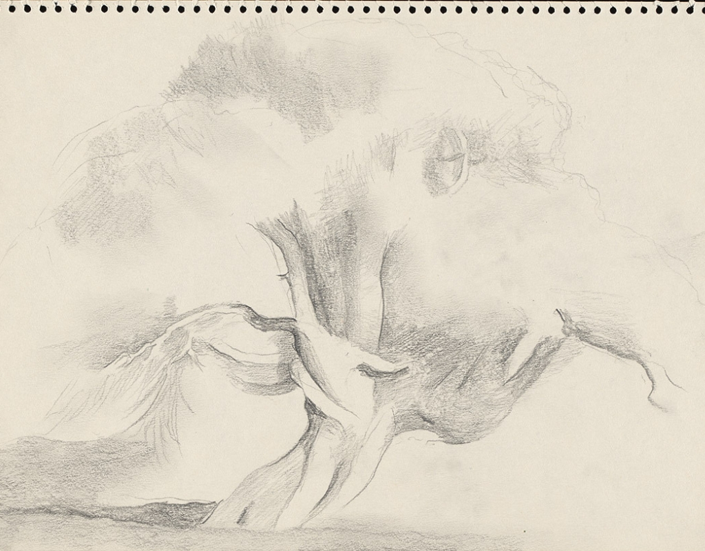 Graphite on moderately thick, cream, moderately textured wove paper of large tree with large leaves overall sketched horizontally on paper.