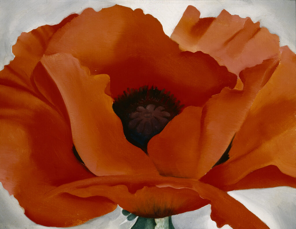 A huge orangish-red poppy with a black center stretches across the landscape-oriented composition. Its green stem is just visible at the bottom of the canvas. The flower contrasts with a plain white background.