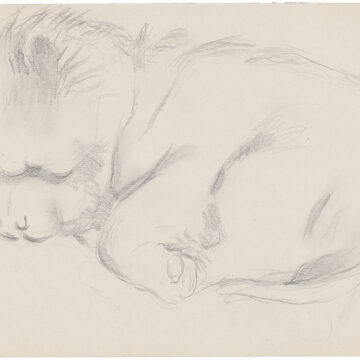 Graphite sketch of a sleeping chow dog, curled up.
