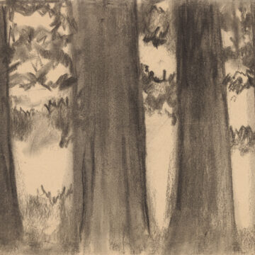 The trunks of four redwood trees fill the paper. The two central trunks are larger than those on each side. The lower branches of the trees are visible in the upper half of the drawing.