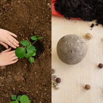 Left: A photograph of hands planting a green plant in some dark brown dirt. Right: A small round ball made of compact clay with seeds in it and more seeds strewn about on a table. Above the seed ball is some dark earth.