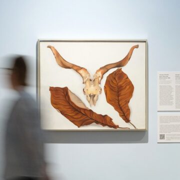 Photograph of a painting of a Ram's skull framed by large brown leaves against a white background. The paintings hands in a gallery with light blue walls. To the left, a person moves so they are blurred.