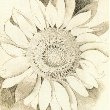 Sketch of a sunflower. Petals of a sunflower encircle its dark, textured center. Layers of hatching and crosshatching surround the petals.
