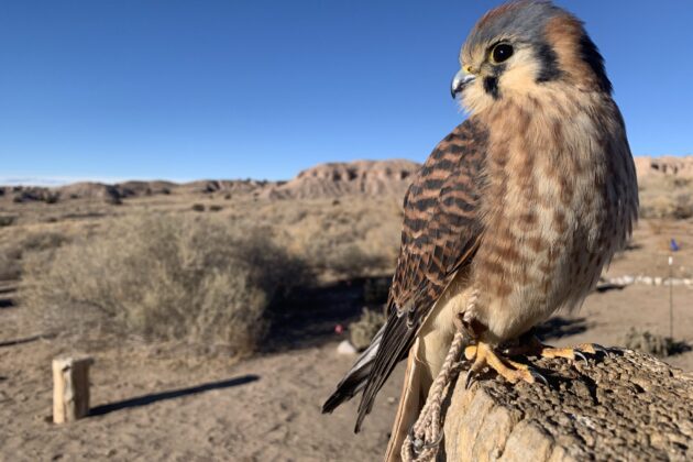 A digital photograph of an American Kestrel bird. The falcon like bird is in the foreground and and it looks to the side. The bird sits on a stone and the multiple patterns brown and black spots on the wings and belly are visible. The background is the blue New Mexico sky.