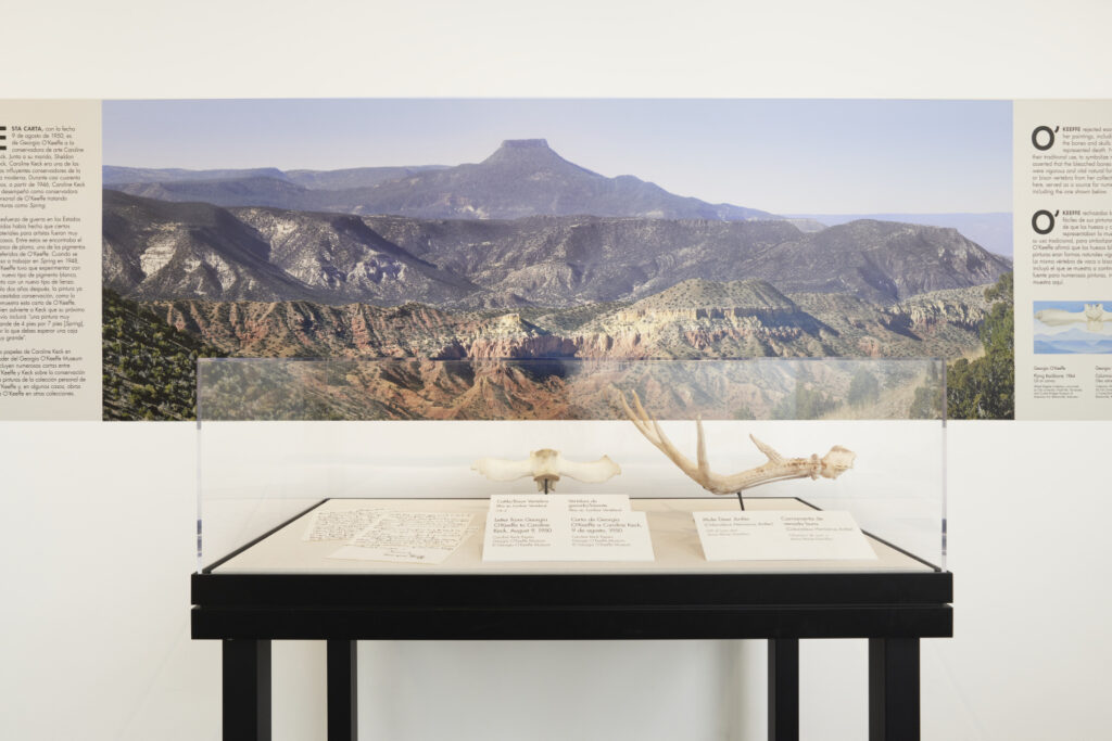 Gallery installation including a display case with bones and antlers. Above it is a photo mural of a mountain with some texts.