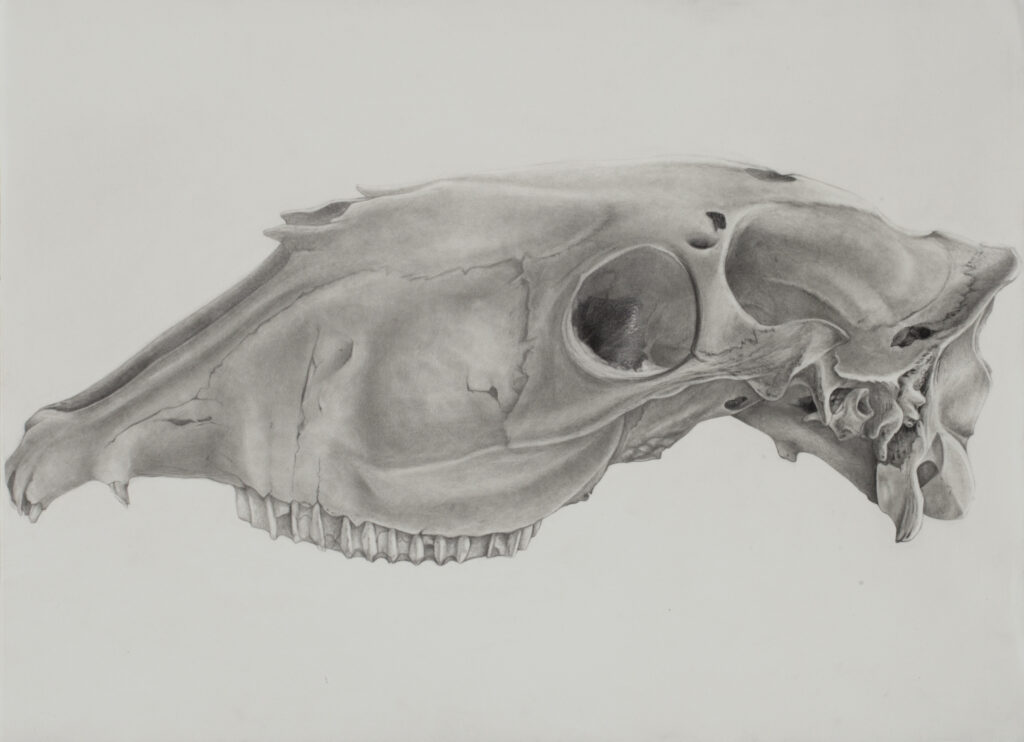 A hand drawn skull of a horse.