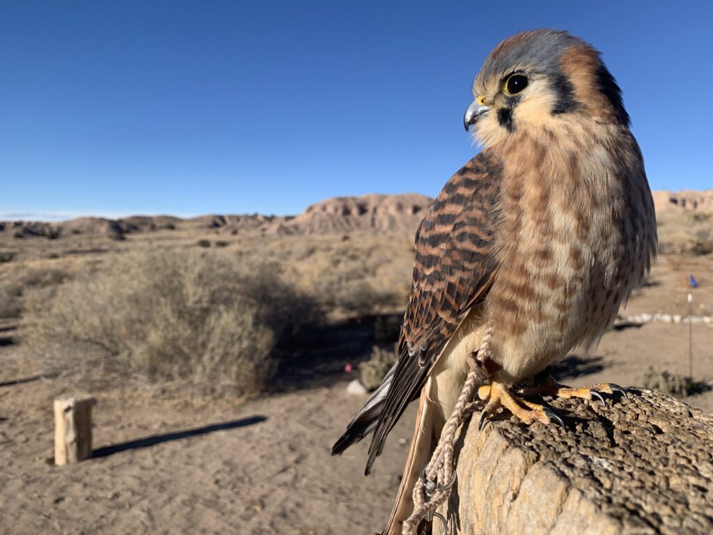 A digital photograph of an American Kestrel bird. The falcon like bird is in the foreground and and it looks to the side. The bird sits on a stone and the multiple patterns brown and black spots on the wings and belly are visible. The background is the blue New Mexico sky.