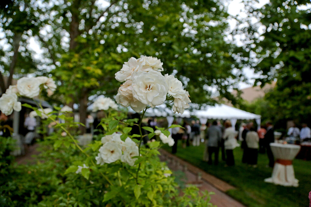 Photograph of the Museum Research Center Garden with a group of people under large white tents. In the center of the photograph and in focus is a group of white flowers.