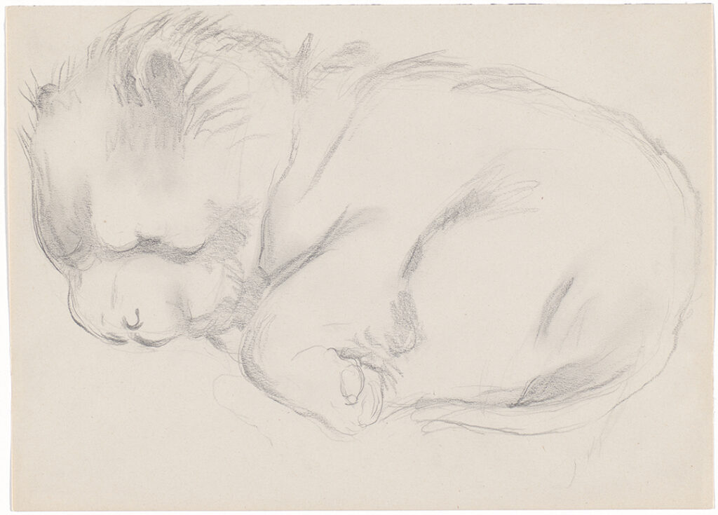 Graphite sketch of a sleeping chow dog, curled up.