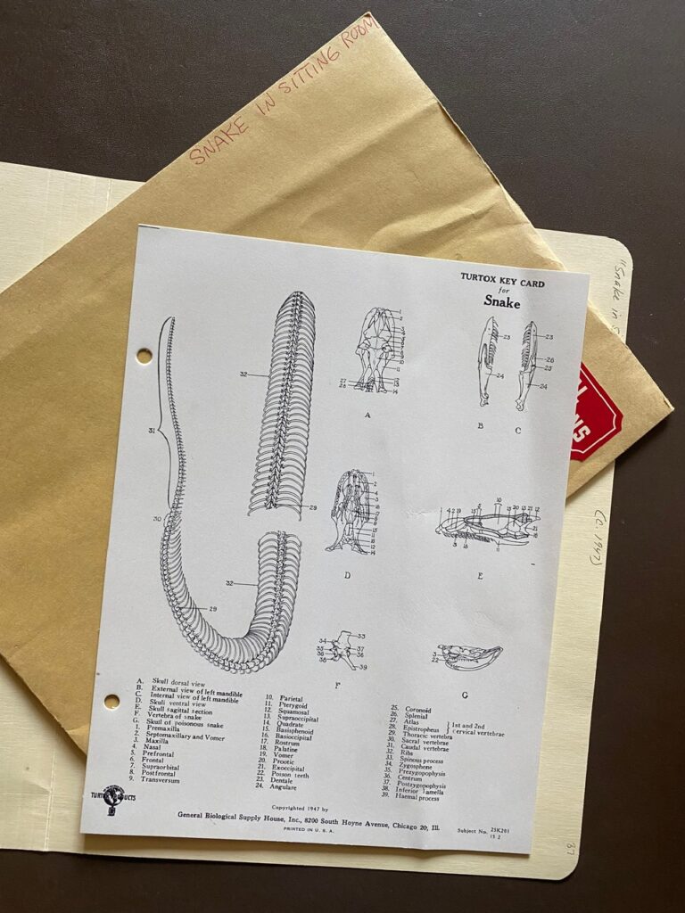 A photograph of a diagram on the different components and pieces of a snake skeleton.