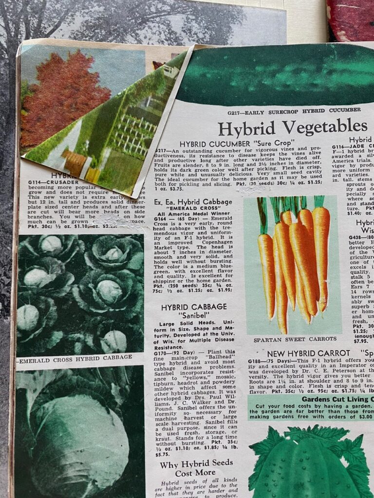 Photograph of inner page of a seed catalog with details about different veggies and photograph of carrots and cabbages. The top left corner of the page is folder inward.