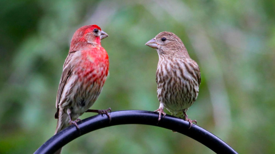 Photograph of two birds, the right one with red plumage and the left one with brown plumage, perched on a curved black rod. Behind them are green trees.