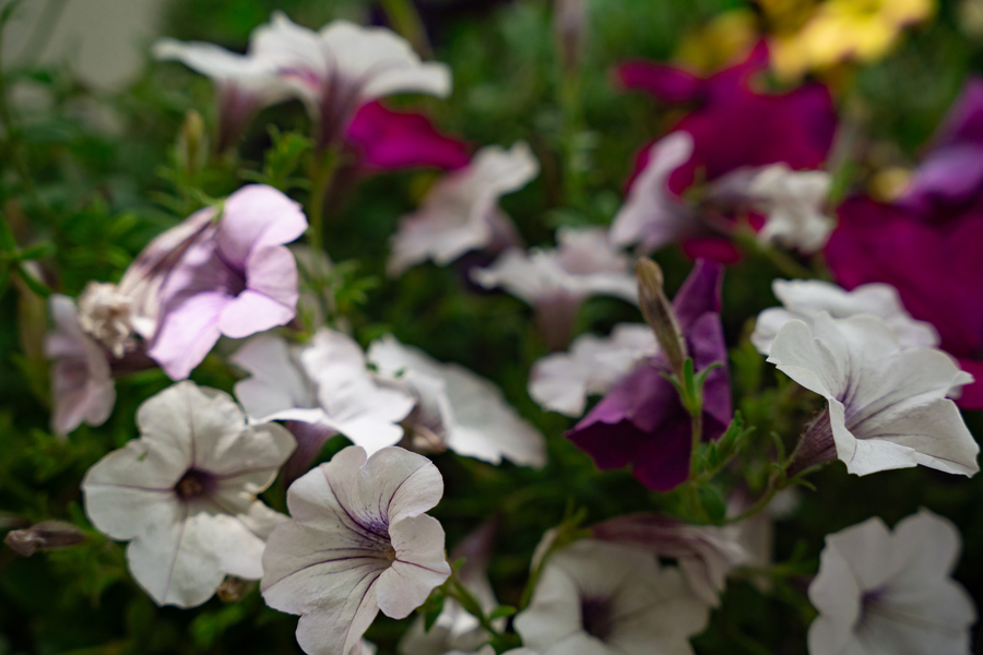 Close up photograph of a group of small white and purple flowers. In the background are leafy green bushes and more small purple flowers.