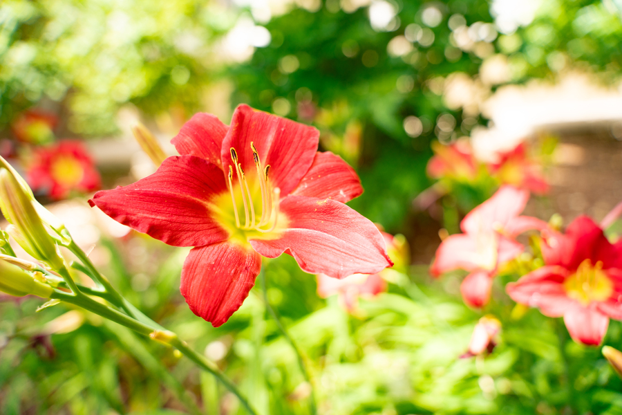 Close-up of a red flower with yellow center. Behind are green leafy bushes and more red flowers.