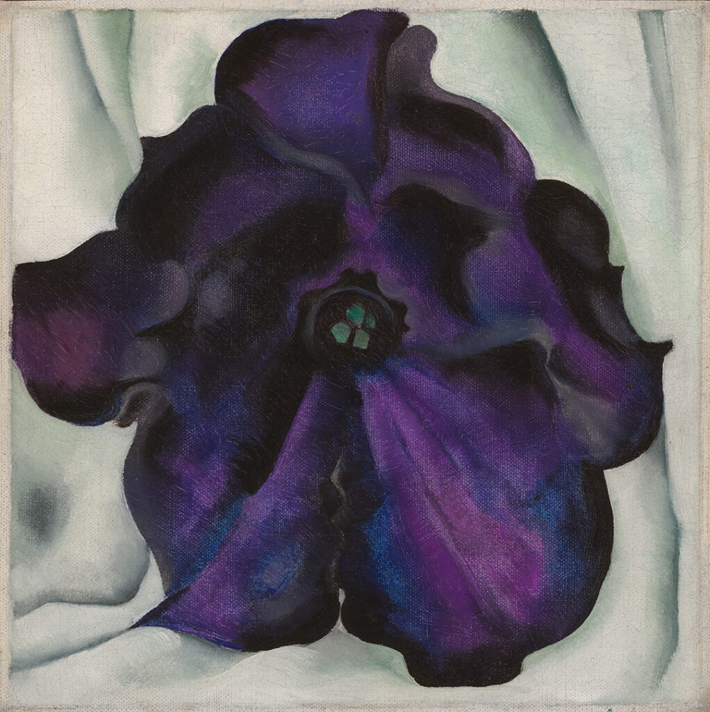 Small square canvas of a purple petunia flower against folds of white.