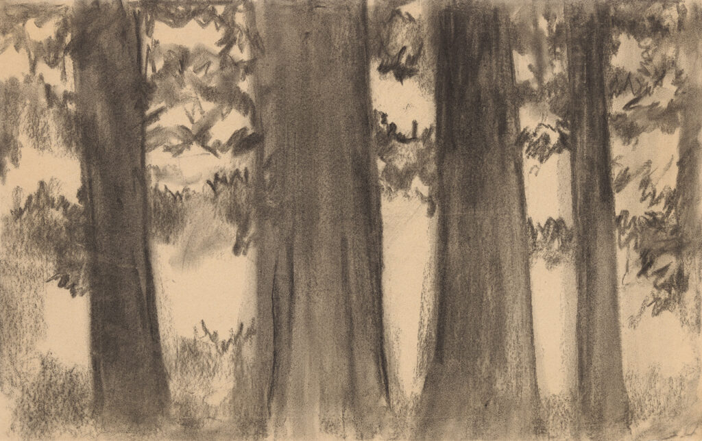 The trunks of four redwood trees fill the paper. The two central trunks are larger than those on each side. The lower branches of the trees are visible in the upper half of the drawing.