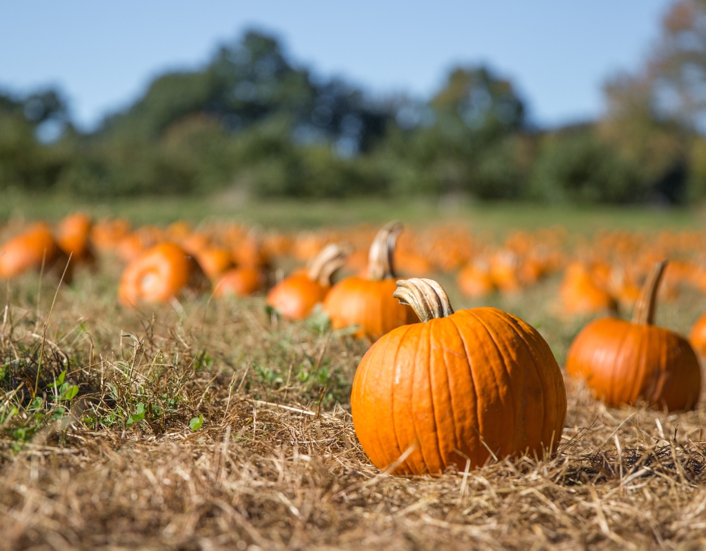 Small round pumpkins in a large field with green trees and a blue sky in the background.