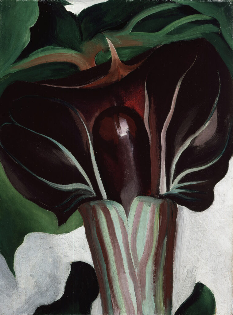 Painting of a 'Jack-in-the-Pulpi' flower in shades of dark purple, brown, an dark green leaves.