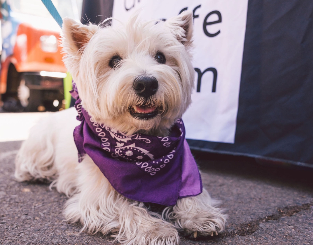 A small white dog with a purple bandana around its neck lay in front of a table on which is placed a Georgia O'Keeffe Logo table cloth.