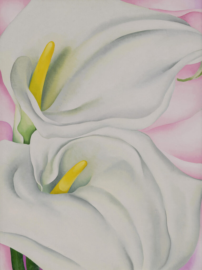 Two calla lilies with supple white petals and yellow center spikes fill the frame. The twisting, delicate forms of the flowers contrast with their dark green stems and a pale pink background.