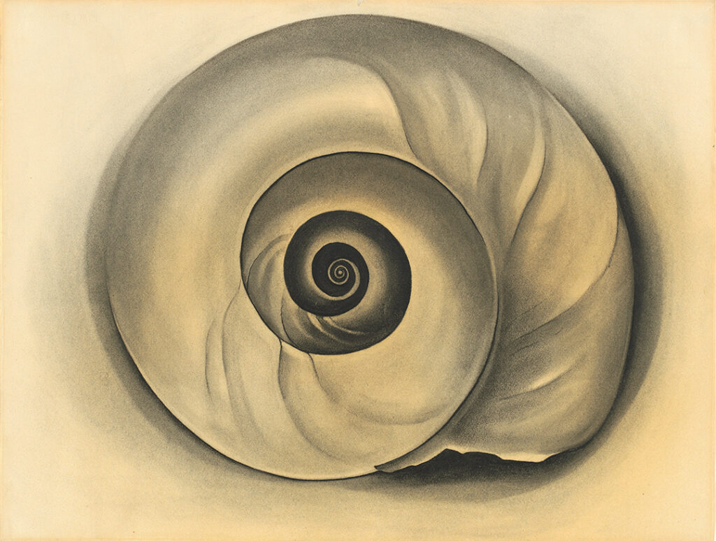 A spiral shell sits at the center of the composition. The shell has a smooth, gray surface with a few ripples and a black center. Exposed white paper surrounds the shell on all sides.