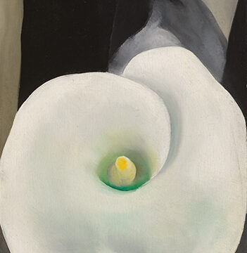 Small vertical painting with lower 2/3 dominated by aerial view of a white calla lily flower, upper portion black and variations of grey.