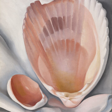 Large pinkish/orange shell that dominates most of the canvas, with a much smaller shell beside it on the lower left. Both are oval in shape and open to their undersides, exposing the dark glossy pink of the inside of a shell. They are nestled on a white cloth or tissue paper that has folds suggesting a depth, as if the objects are in a box. The larger shell is chipped on it's upper left tip.