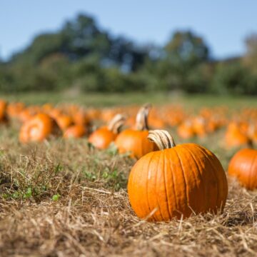 Small round pumpkins in a large field with green trees and a blue sky in the background.