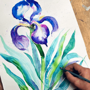 A photograph of a hand holding a blue pencil over a drawing of a blue and purple iris flower.