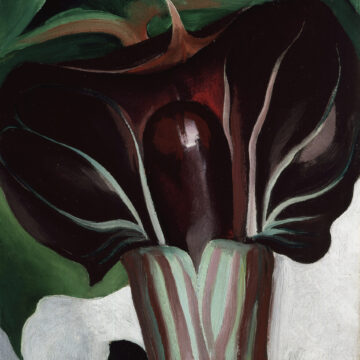 Painting of a 'Jack-in-the-Pulpi' flower in shades of dark purple, brown, an dark green leaves.