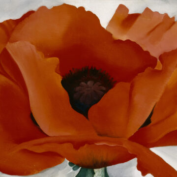 A huge orangish-red poppy with a black center stretches across the landscape-oriented composition. Its green stem is just visible at the bottom of the canvas. The flower contrasts with a plain white background.