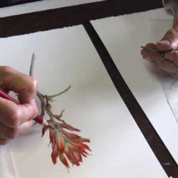 Close-up photograph of a person's hands, one holds a red flower as the other draws the red flower in pencil.
