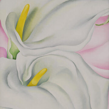 Two calla lilies with supple white petals and yellow center spikes fill the frame. The twisting, delicate forms of the flowers contrast with their dark green stems and a pale pink background.
