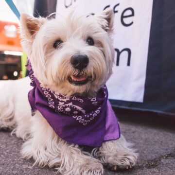 A small white dog with a purple bandana around its neck lay in front of a table on which is placed a Georgia O'Keeffe Logo table cloth.
