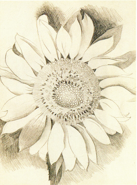 Sketch of a sunflower. Petals of a sunflower encircle its dark, textured center. Layers of hatching and crosshatching surround the petals.