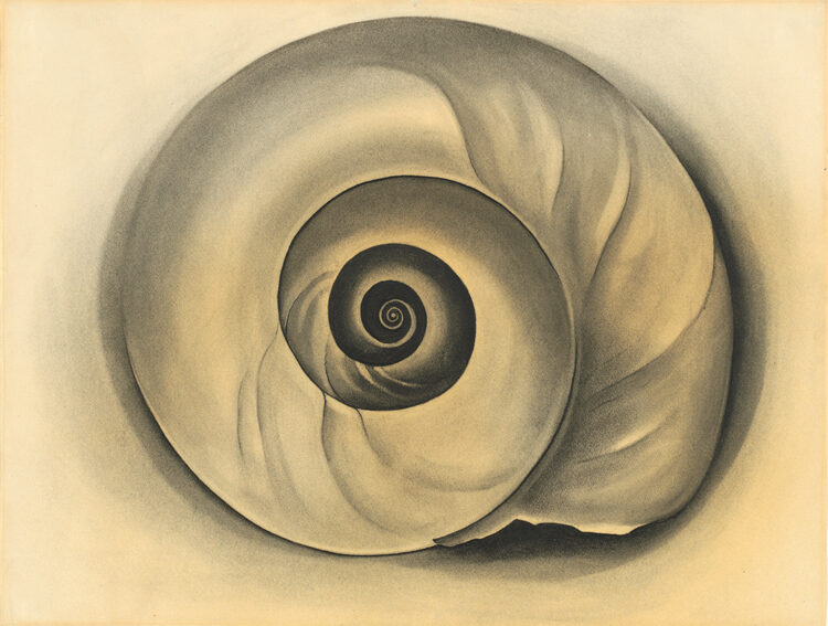 A spiral shell sits at the center of the composition. The shell has a smooth, gray surface with a few ripples and a black center. Exposed white paper surrounds the shell on all sides.