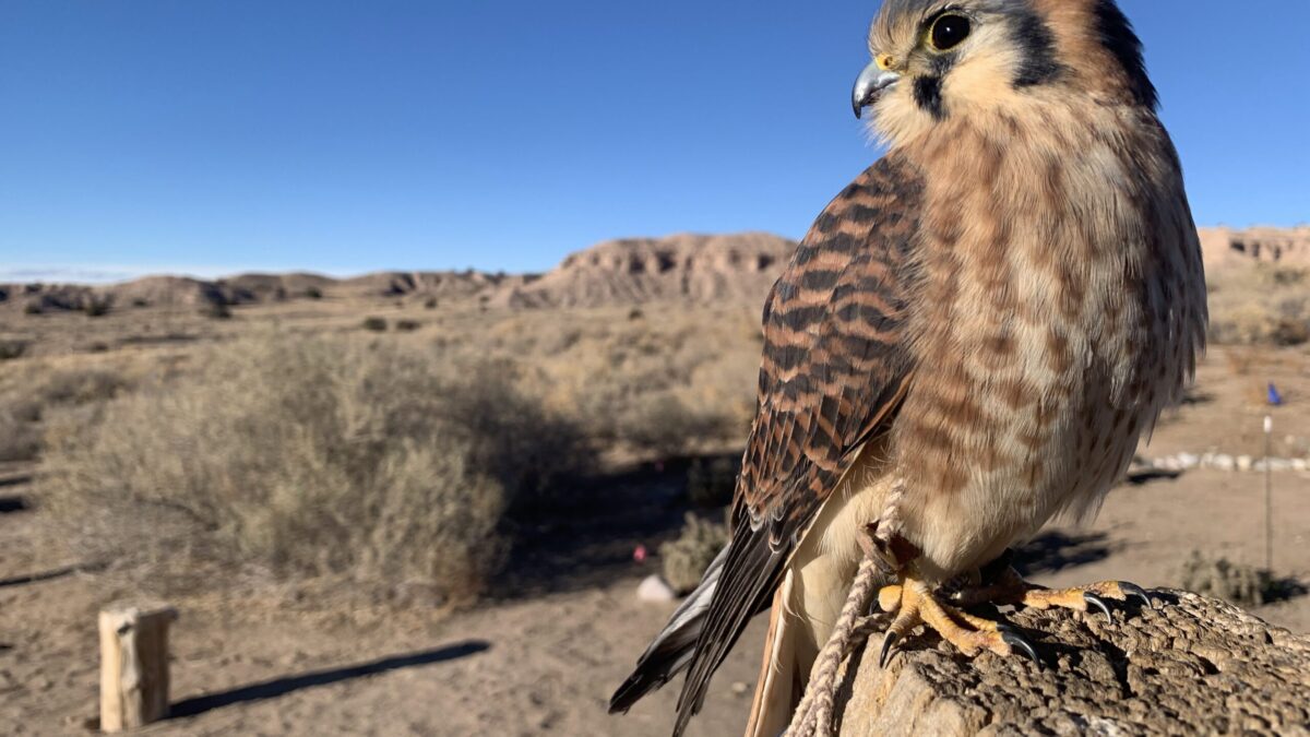 The Natural World O’Keeffe and the Wildlife of New Mexico The